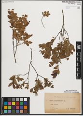 Foto von Salix myrtilloides L.